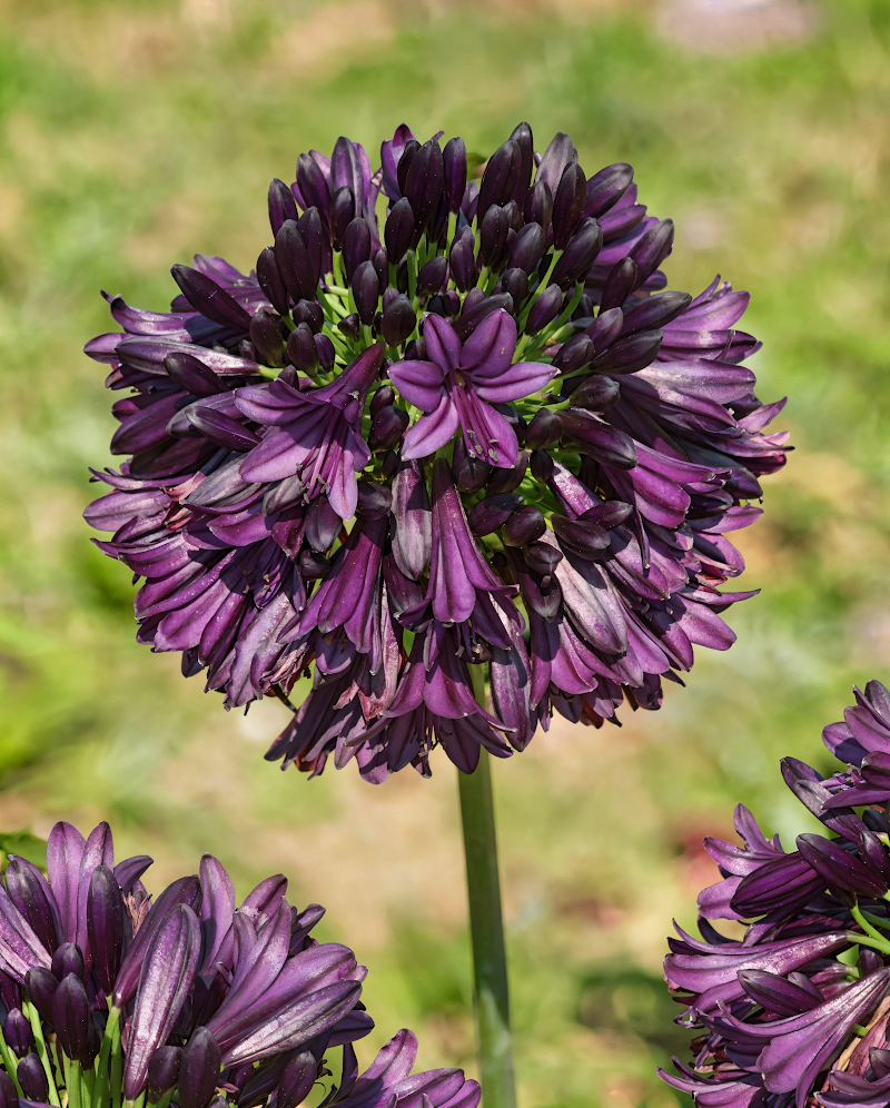Agapanthus praecox Black Jack in piena fioritura con fiori blu scuro