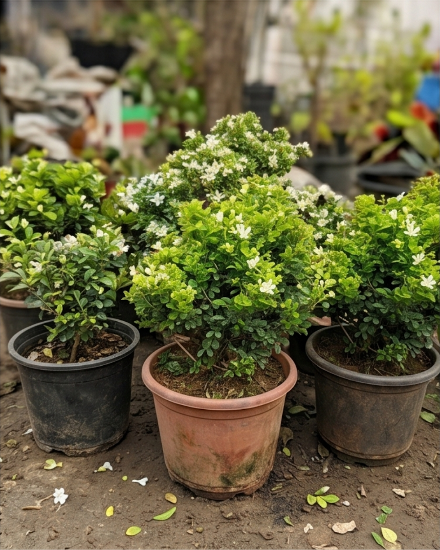 Dwarf Madhu Kamini Plant — view 3