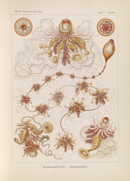 Siphonophorae  Staatsquallen 1904