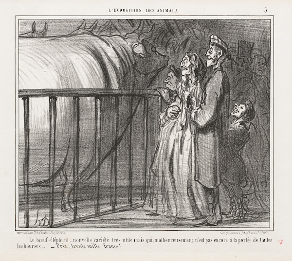 The ox elephant a new and very promising breed 1856