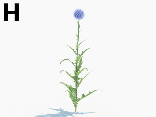 Maxtree - Plant Models Vol.3