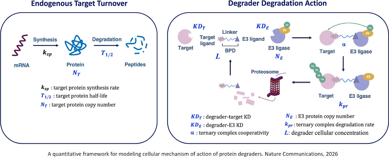 A quantitative approach for defining the degradability landscape of protein degraders