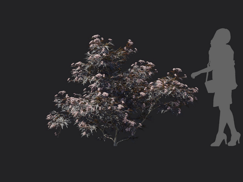 Maxtree - Plant Models Vol.116