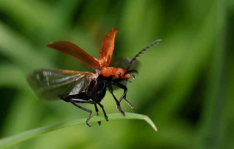 Red-headed Longhorn Beetle