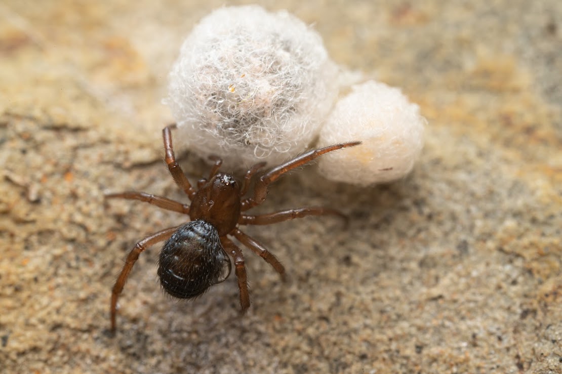 Enoplognatha thoracica