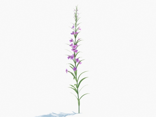 Maxtree - Plant Models Vol.3
