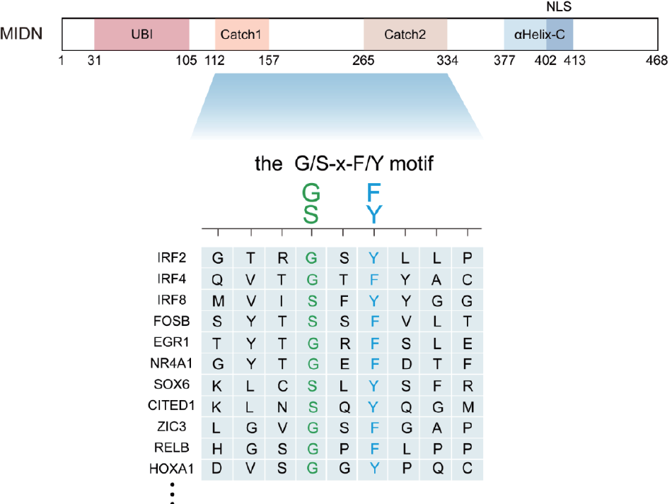 Caught the ‘Catch’ of midnolin: structural basis for broad substrate specificity in ubiquitin-independent proteasomal degradation