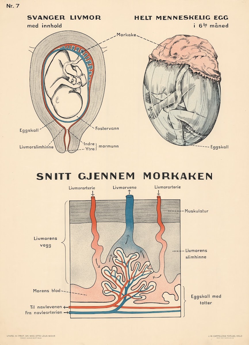 Uterus placenta 1937