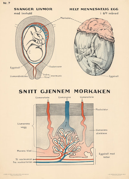 Uterus placenta 1937