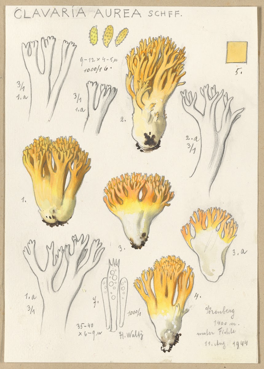 Clavaria aurea Schff 1915 1945