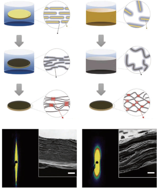 A review of the high-concentration processing, densification, and applications of graphene oxide and graphene