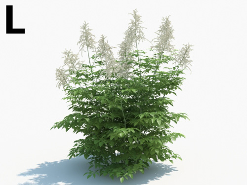Maxtree - Plant Models Vol.3