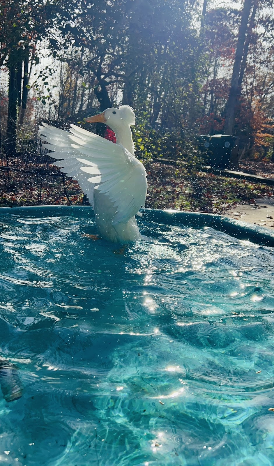 White Crested Duckling