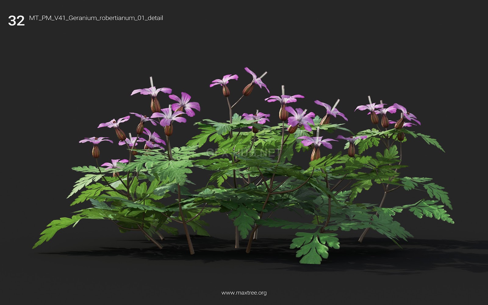 Maxtree - Plant Models Vol.41