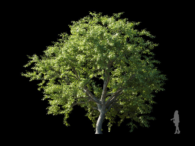 Maxtree - Plant Models Vol.120