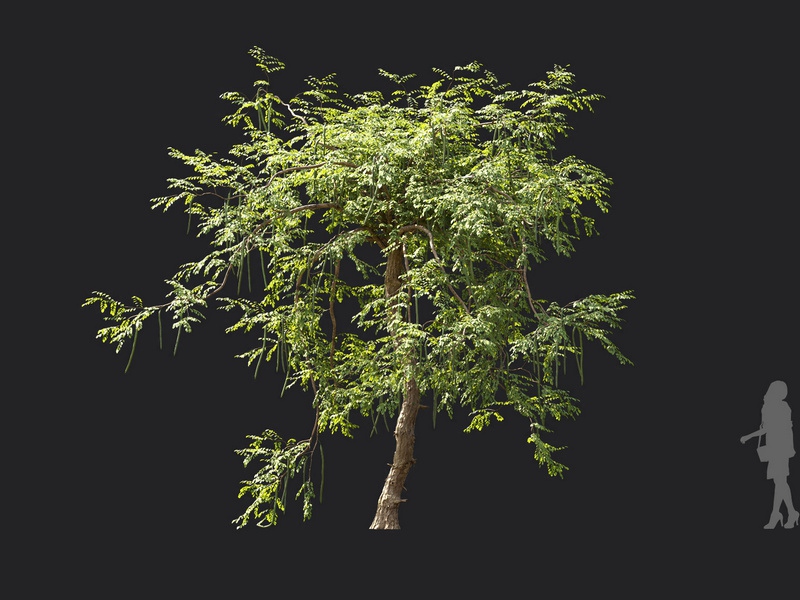 Maxtree - Plant Models Vol.119
