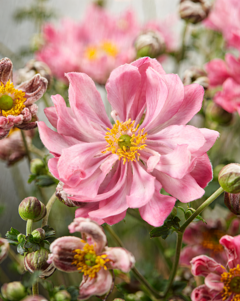 Anemone x hybrida 'Fantasy Belle' con fiori rosa in giardino d'autunno