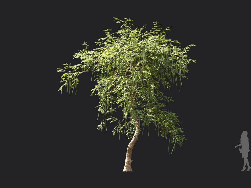 Maxtree - Plant Models Vol.119