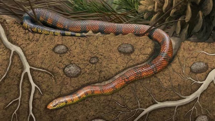 Dinosaur-Era Snake Fossil Rewrites Early Snake Evolution