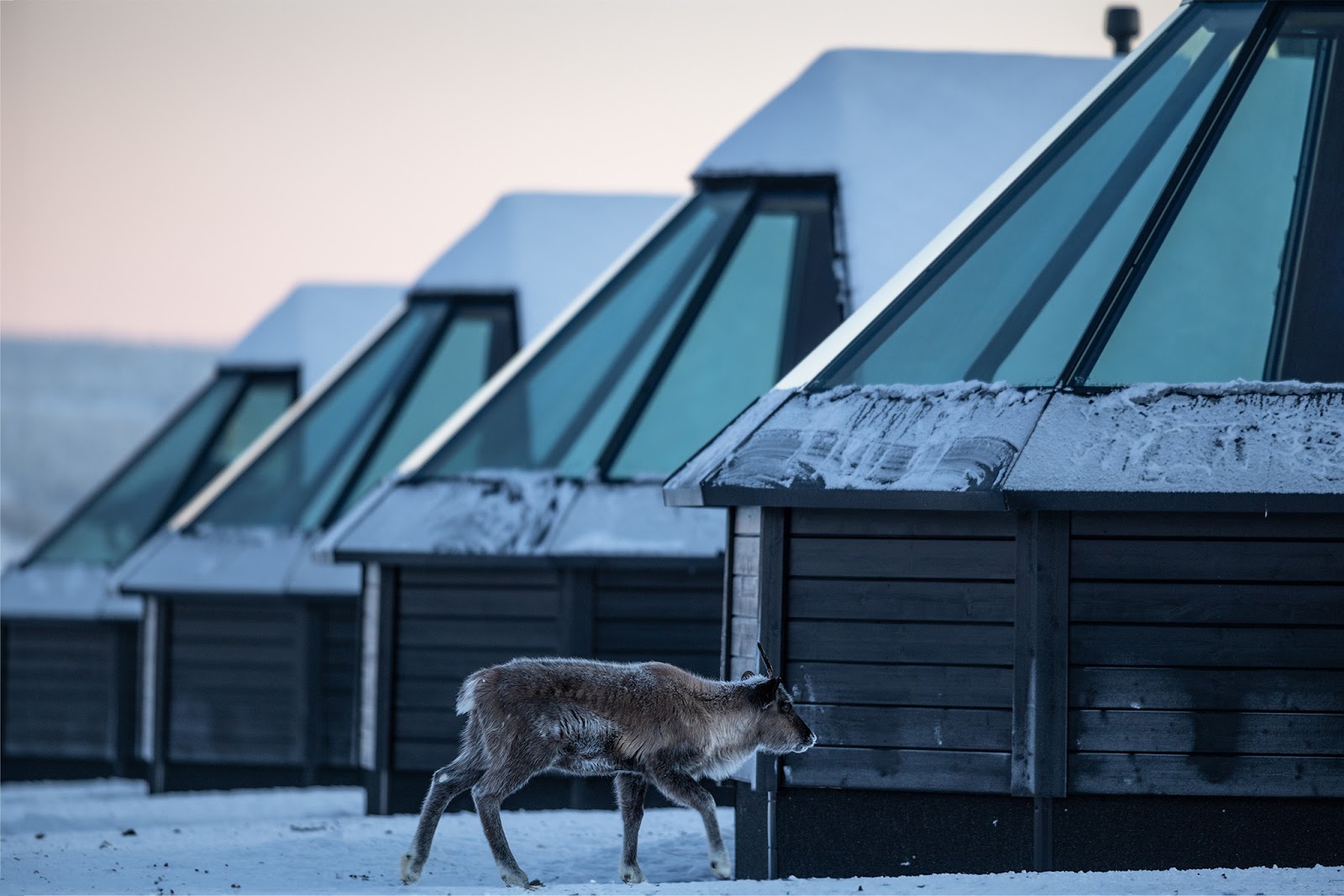 The Reindeer Ranch