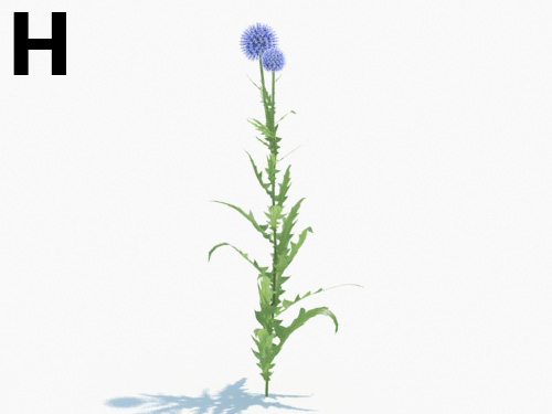 Maxtree - Plant Models Vol.3