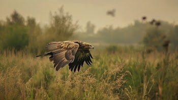 Eagle Wallpaper