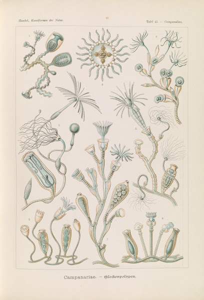 Campanariae  Glockenpolnpen 1904