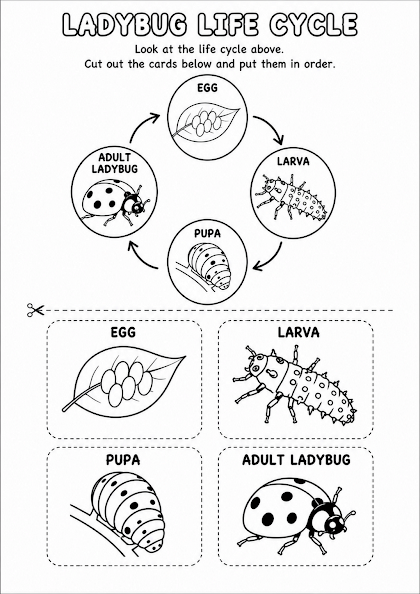 Ladybug Life Cycle Worksheet