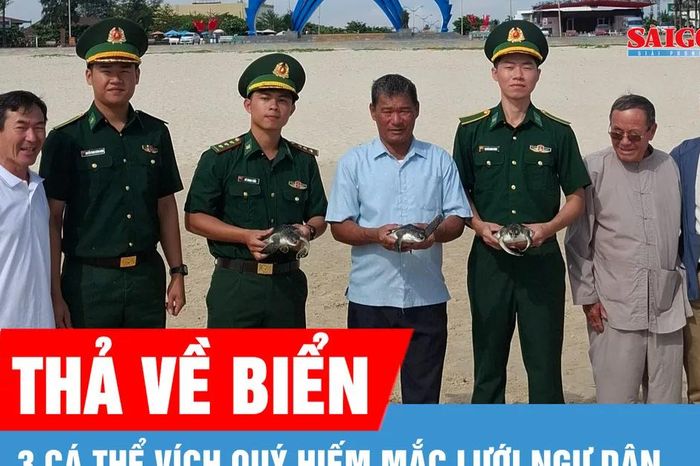 3 cá thể Vích quý hiếm cùng lúc dính lưới ngư dân - Báo Sài Gòn Giải Phóng