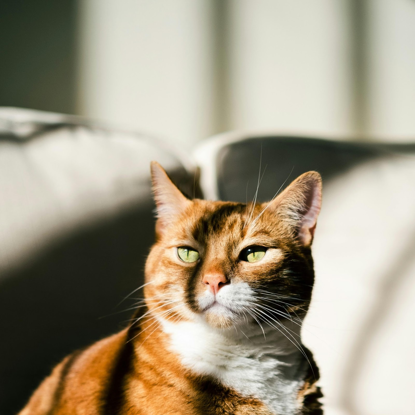 Download Ginger Cat In Warm Sunlight 4K iPhone