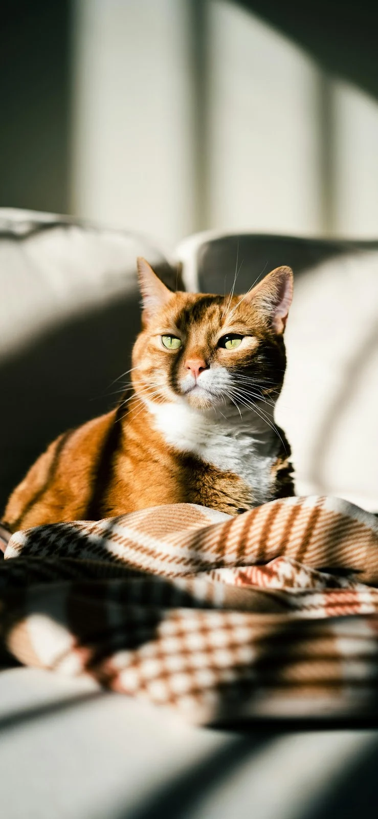 Ginger Cat In Warm Sunlight - Animal Photography 4K iPhone Wallpaper (2789x6042)
