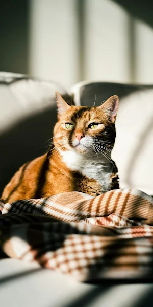 Ginger Cat In Warm Sunlight 4K iPhone Wallpaper Background