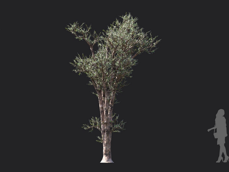 Maxtree - Plant Models Vol.130