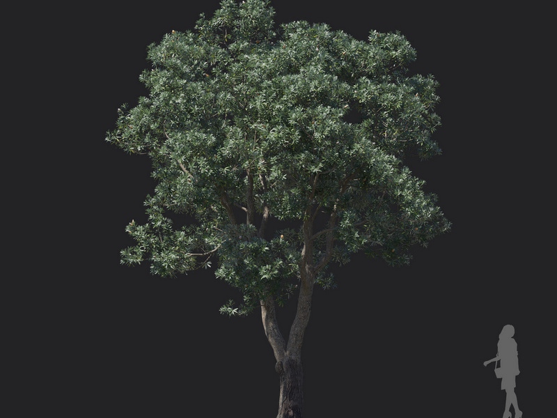 Maxtree - Plant Models Vol.121