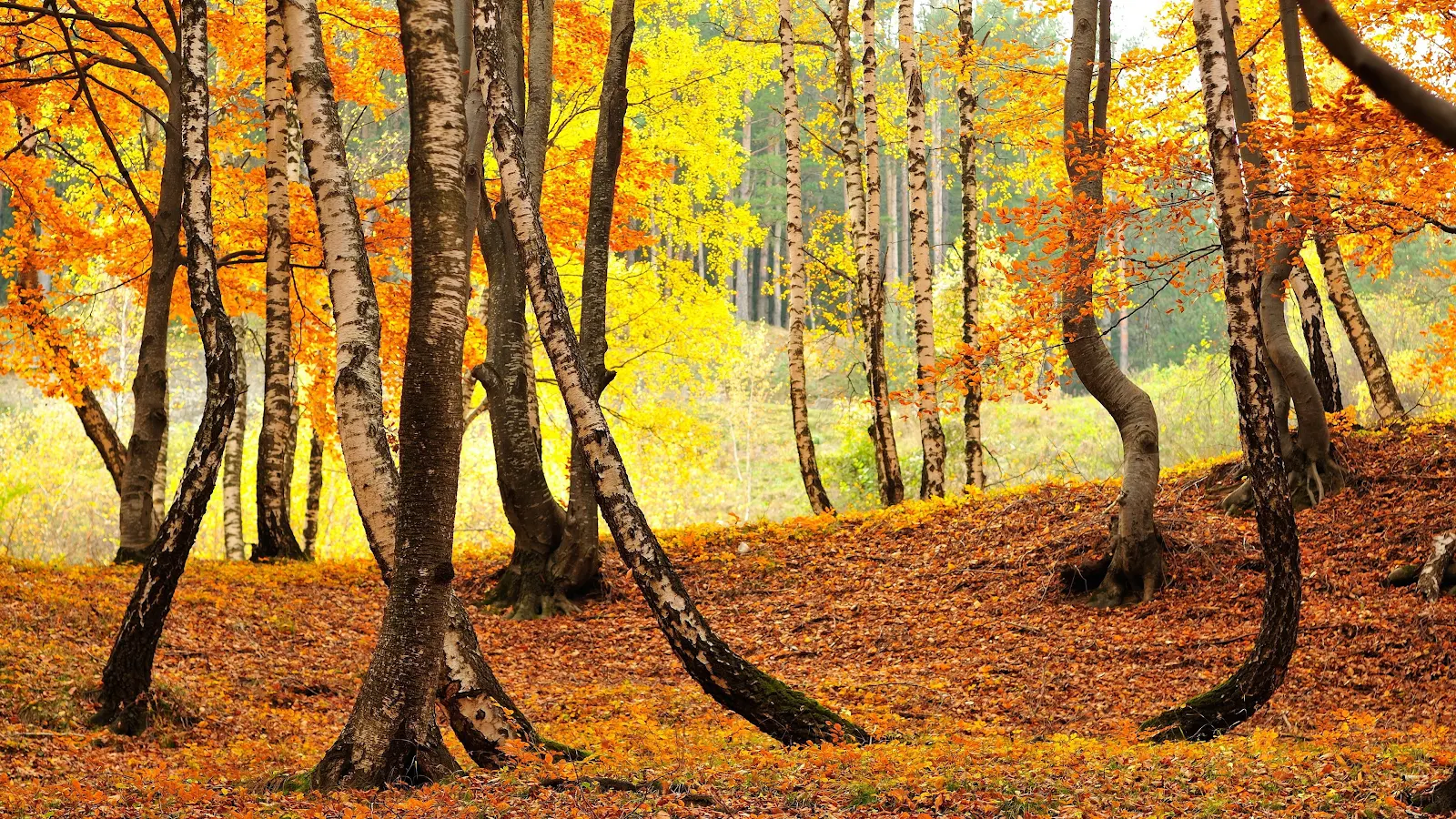 Trees, Fall, Leaves, Nature, Yellow 4K Desktop, iPhone Wallpaper Background