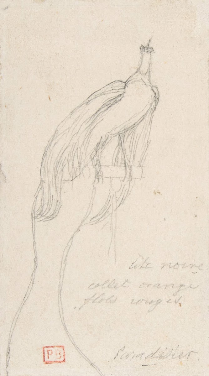A Bird of Paradise 183568