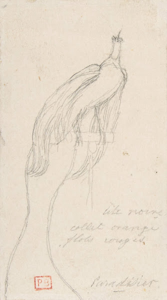 A Bird of Paradise 183568