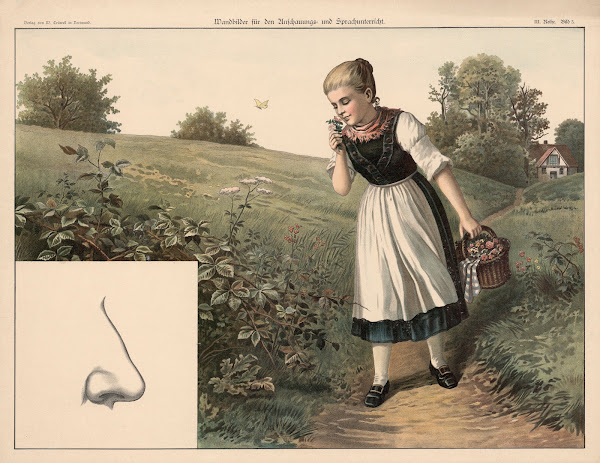Nose 1888