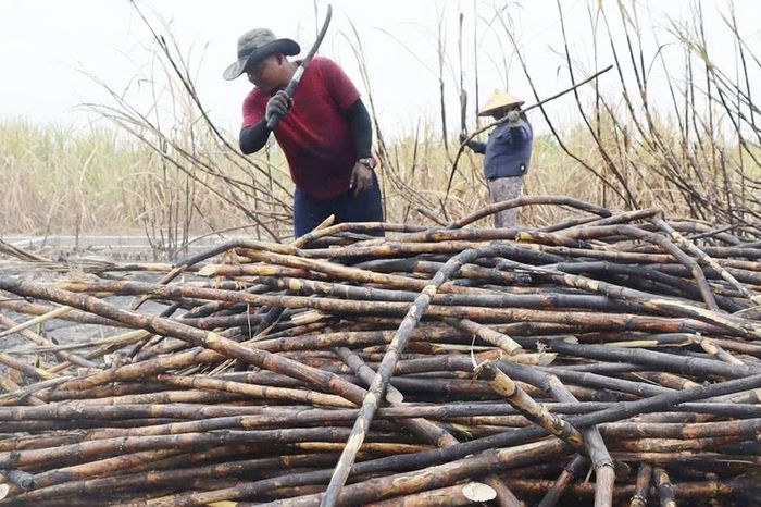Hàng chục hecta mía bị cháy, nông dân Tây Gia Lai điêu đứng - Báo Gia Lai