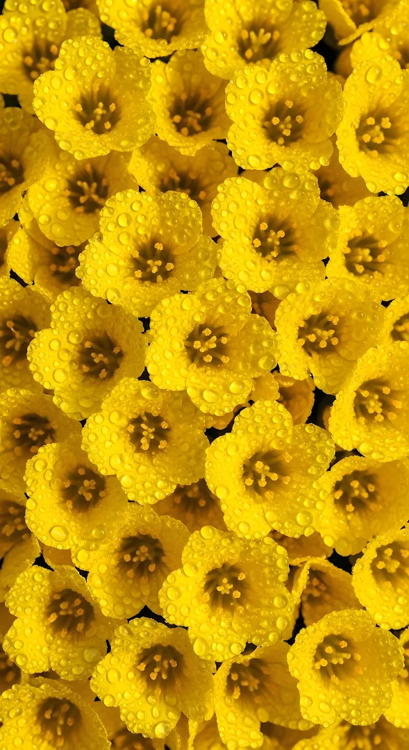Vibrant Yellow Flowers Macro Pattern with Rain Droplets