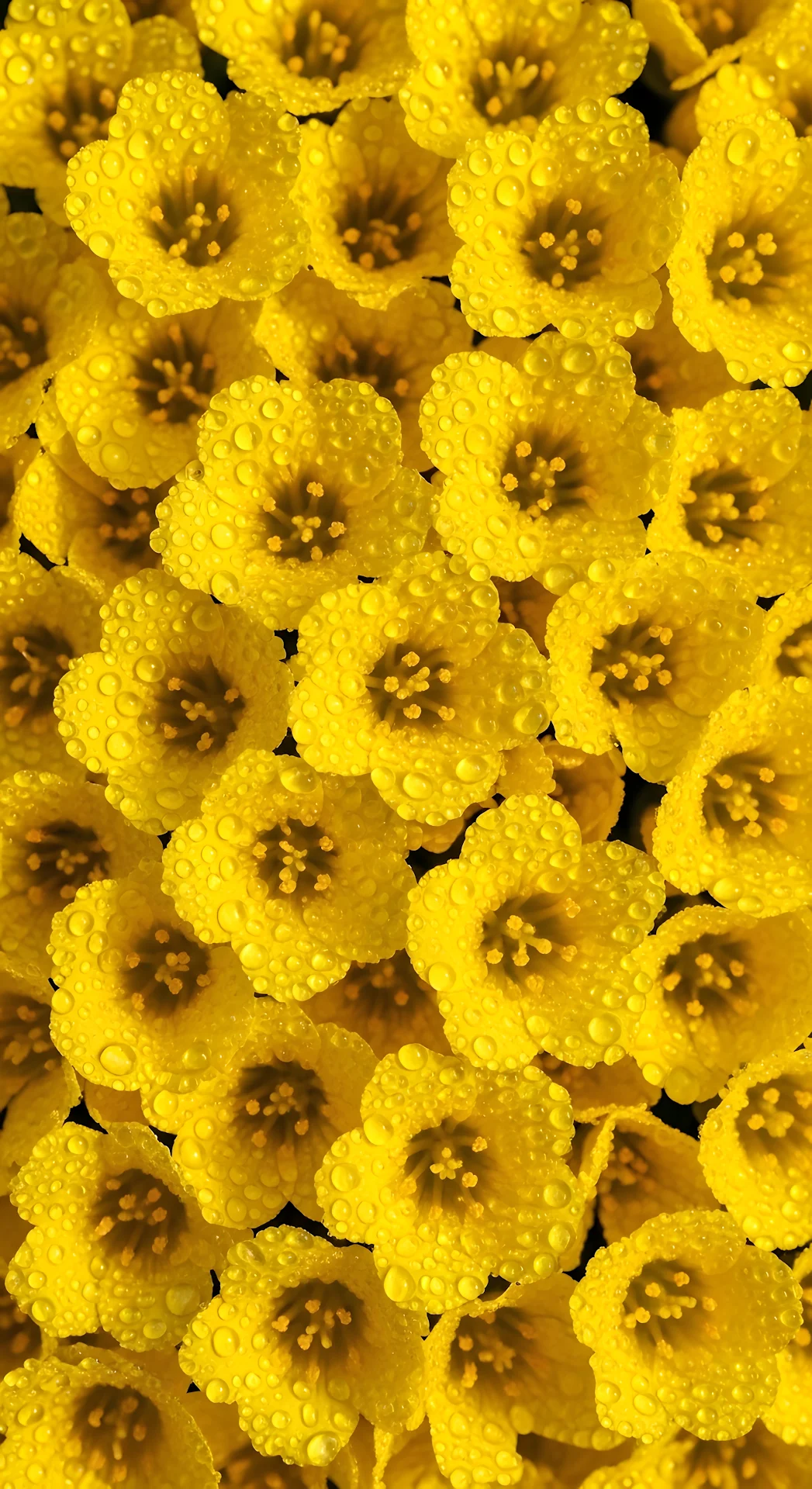 Vibrant Yellow Flowers Macro Pattern with Rain Droplets - Free 4K mobile Wallpaper