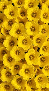 Vibrant Yellow Flowers Macro Pattern with Rain Droplets