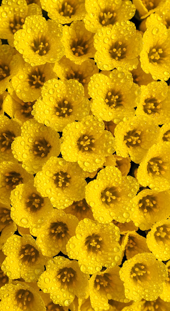 Vibrant Yellow Flowers Macro Pattern with Rain Droplets - Free mobile Wallpaper