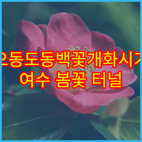오동도동백꽃개화시기 여수 봄꽃 터널 산책로 인생샷 명소