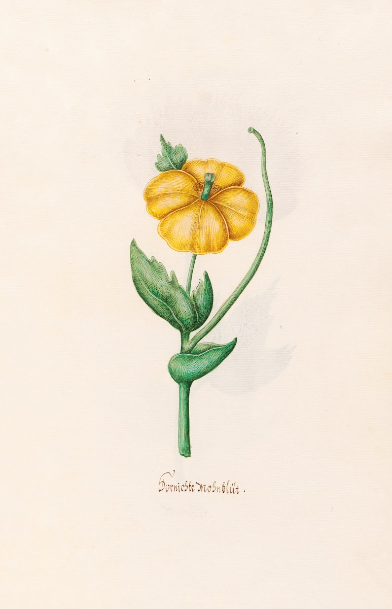 Burnischte Mohnblüt 1692