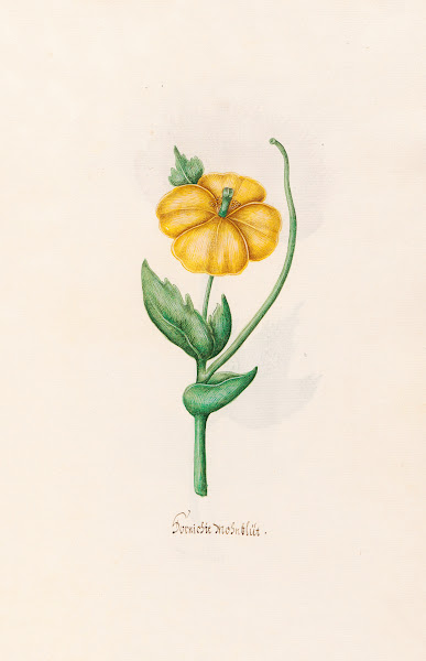 Burnischte Mohnblüt 1692