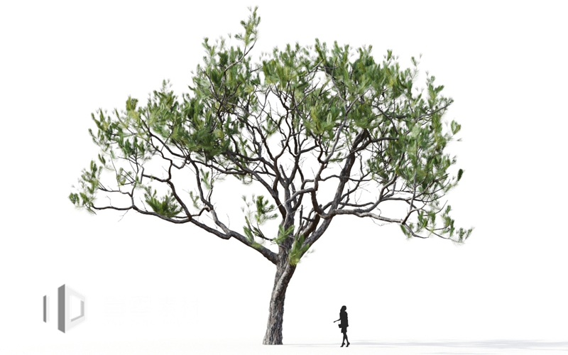Maxtree - Plant Models Vol.9
