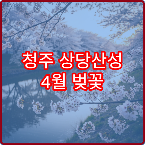 청주 상당산성 4월 벚꽃 새벽 산책 성곽길 조용한 코스