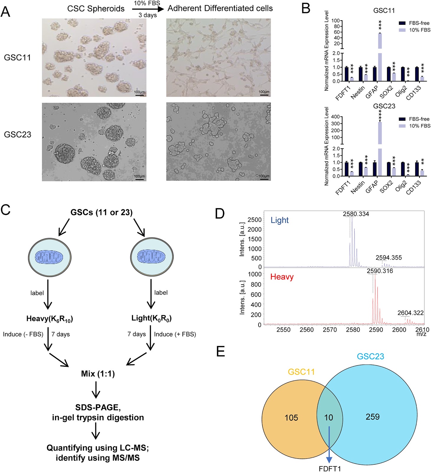 FDFT1 maintains glioblastoma stem cells through activation of the Akt pathway