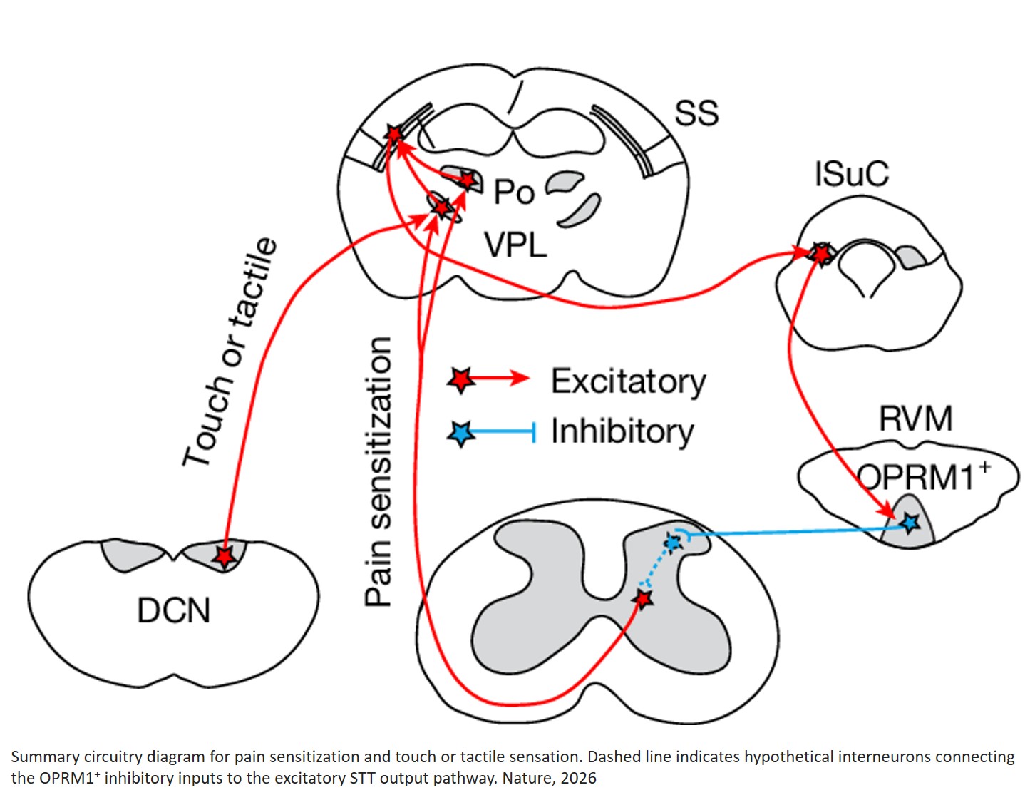 Deconstruction of a spino-brain–spinal cord circuit that drives chronic pain
